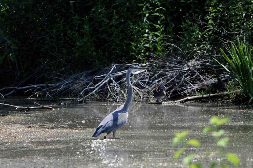 Idlewild Park Preserve Environmental Science Learning Center | 149-20 Springfield Ln, Queens, NY 11413 | Phone: (347) 824-2301