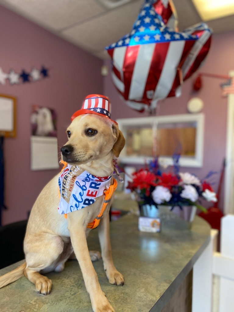 Lucky Paws Pet Grooming | 603 Hicksville Rd, Bethpage, NY 11714 | Phone: (516) 822-2844