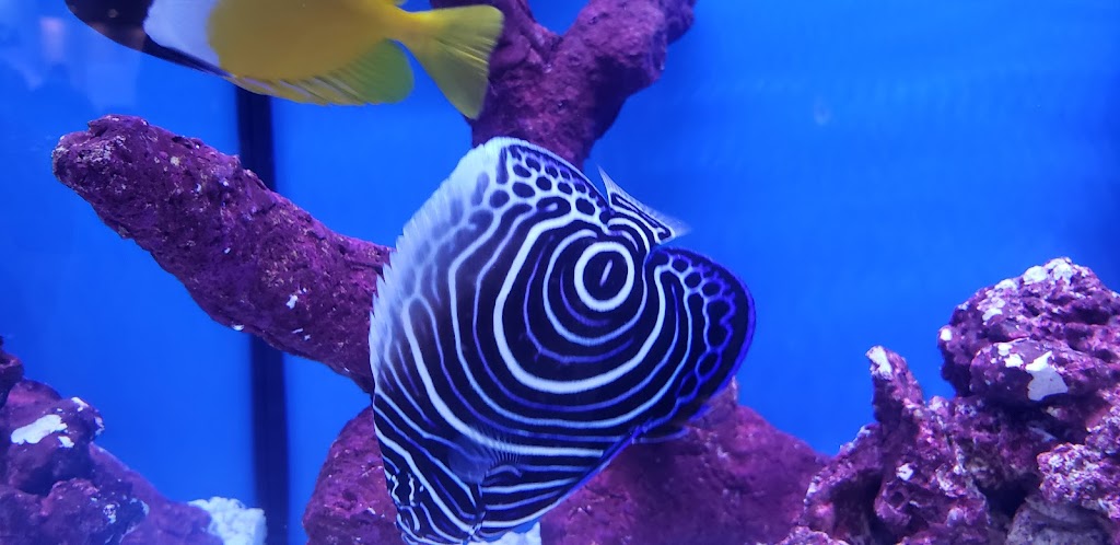 Aquariums Alive | 44 Schoolhouse Rd, Old Bethpage, NY 11804 | Phone: (516) 606-1382