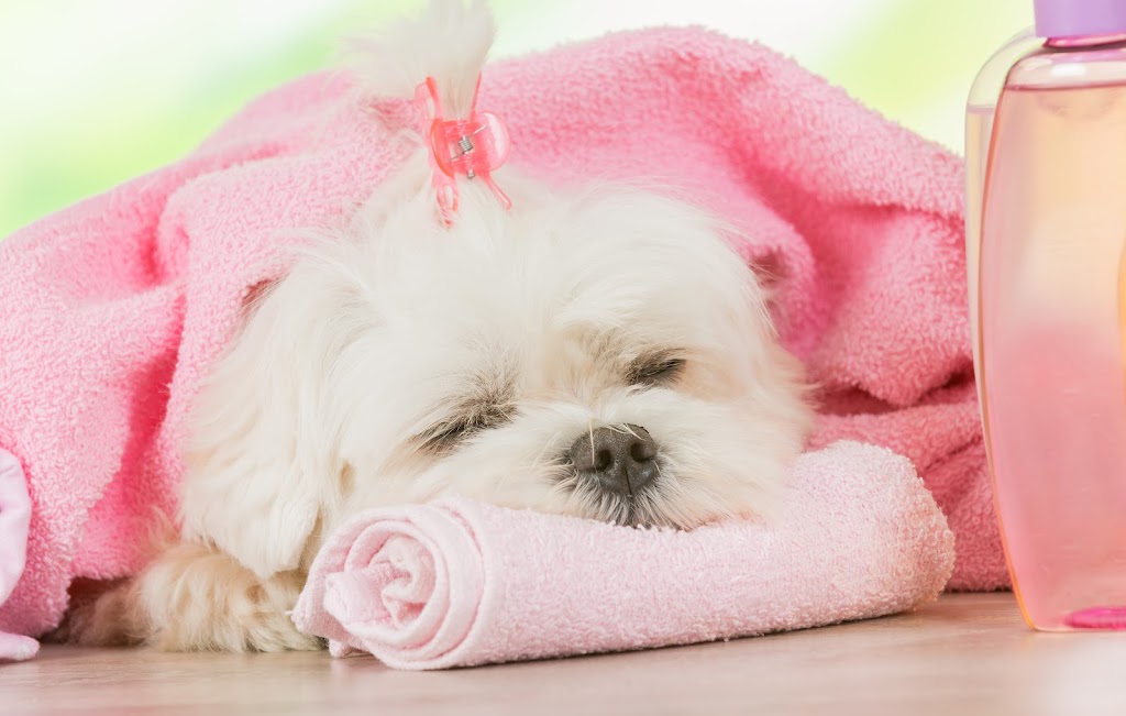 Fluffy Angel Pet Grooming & Spa | 371 Long Beach Rd, Island Park, NY 11558 | Phone: (516) 608-9613