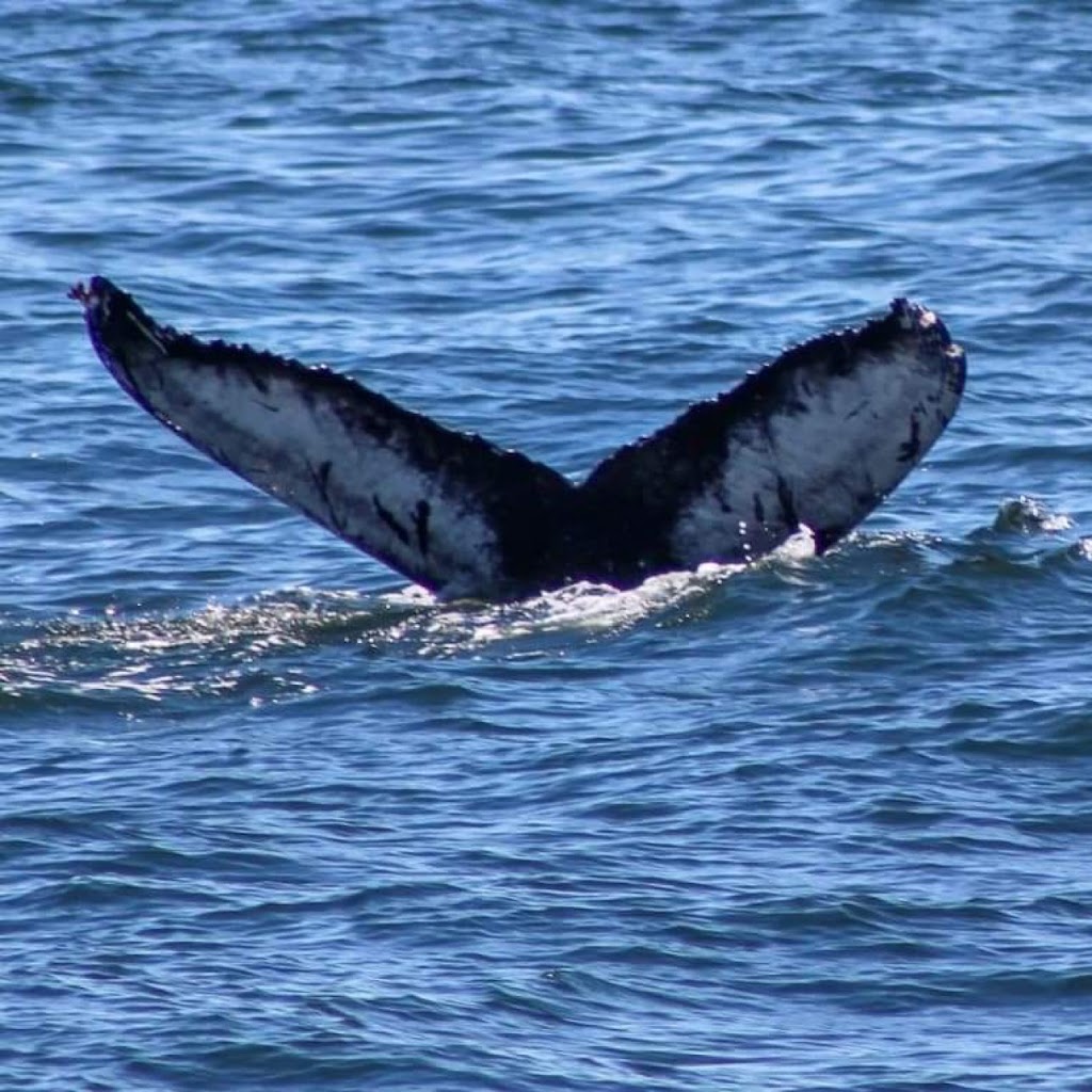 Long Island Whale and Seal Watching | 31 Woodcleft Ave, Freeport, NY 11520 | Phone: (516) 544-6698