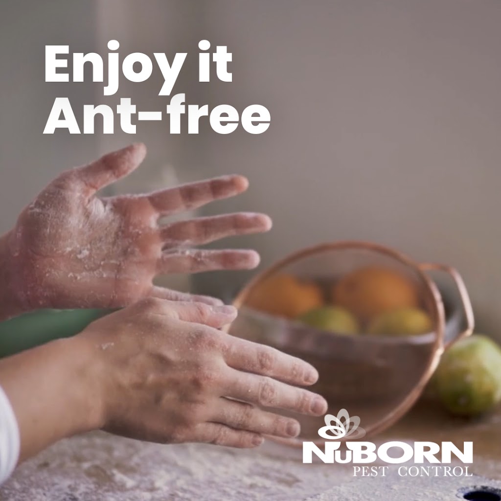 NuBorn Pest Control | 154 E Boston Post Rd, Mamaroneck, NY 10543 | Phone: (914) 239-3831