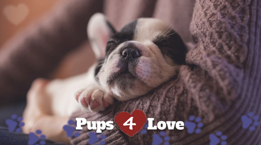 Pups 4 Love | 957 Willis Ave, Albertson, NY 11507 | Phone: (516) 877-0097