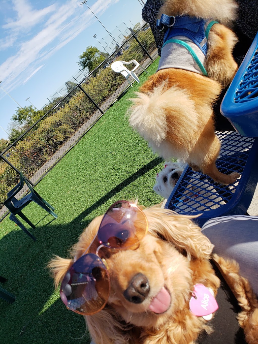 Wantagh Park Dog Run | Wantagh Park Dog Run, 1 King Rd, Wantagh, NY 11793 | Phone: (516) 571-7461