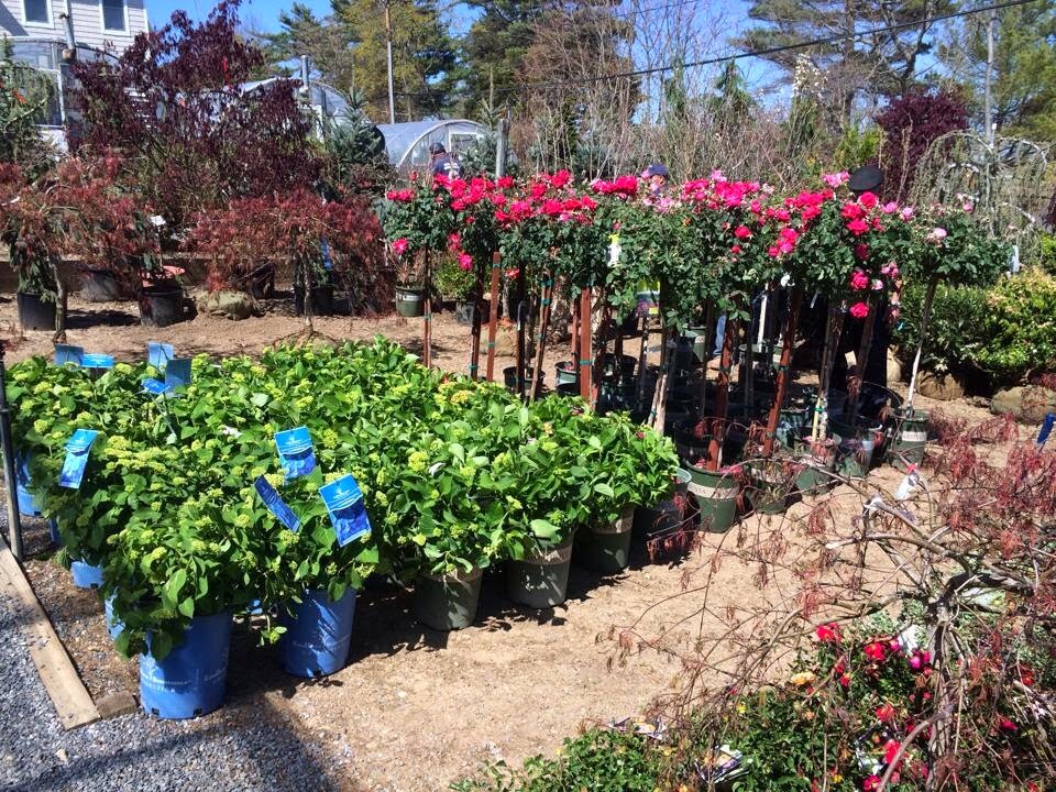 North Shore Garden Center | 53 Avenue A, Port Washington, NY 11050 | Phone: (516) 883-8066