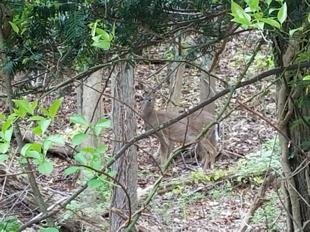 Henry Ingraham Nature Preserve | Waterside Rd, Fort Salonga, NY 11768 | Phone: (631) 351-3000