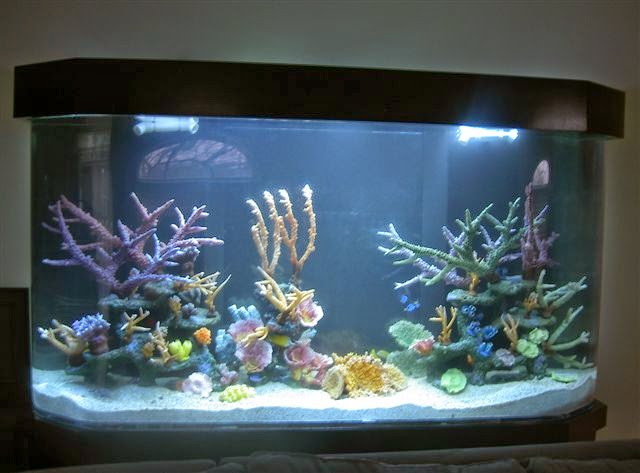 Aquarius Aquariums | 214 Riverside Dr #511, New York, NY 10025 | Phone: (212) 749-4970