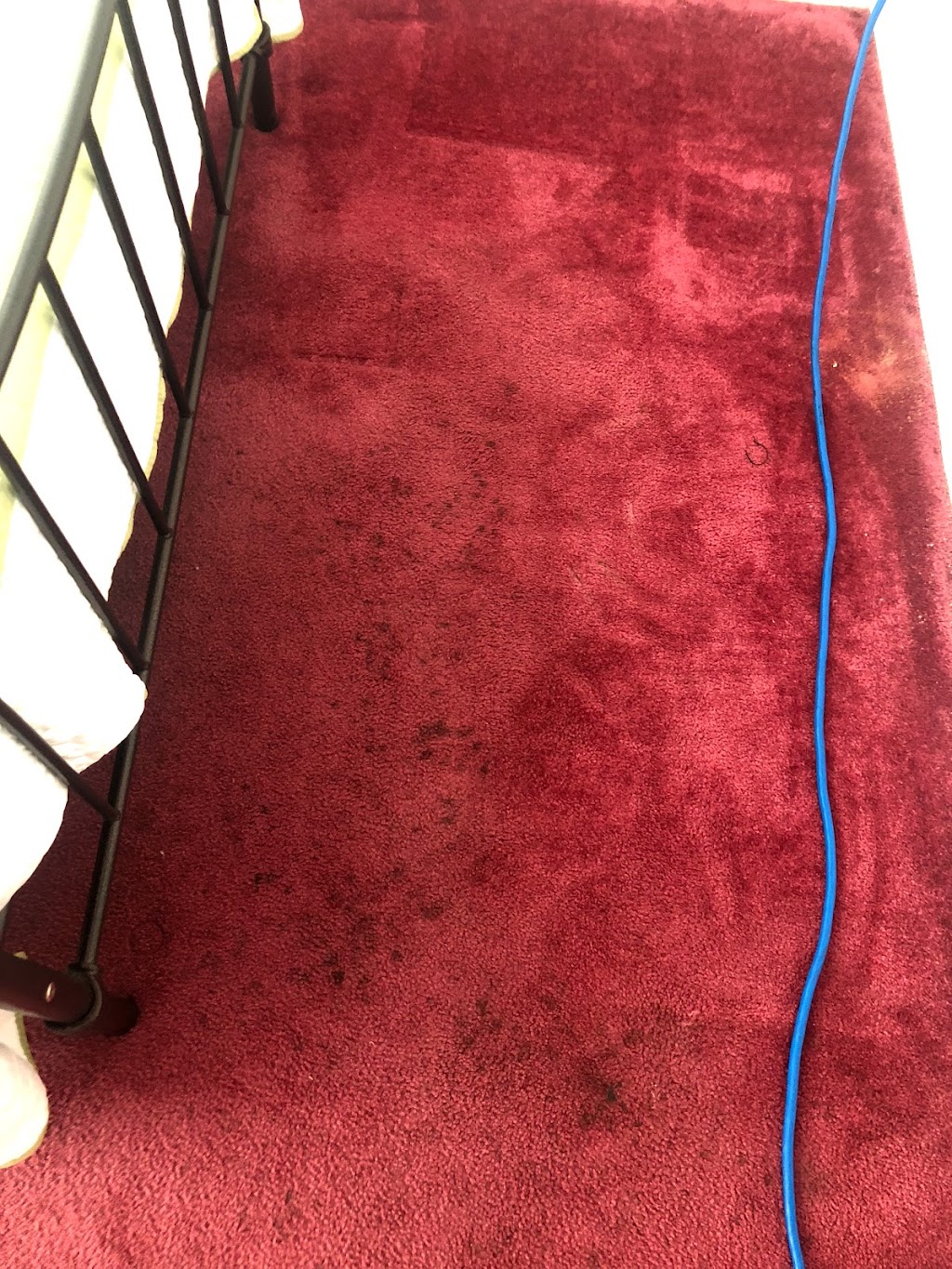 Always Green Carpet Cleaner NYC | 73-25 69th Pl, Queens, NY 11385 | Phone: (347) 897-9939