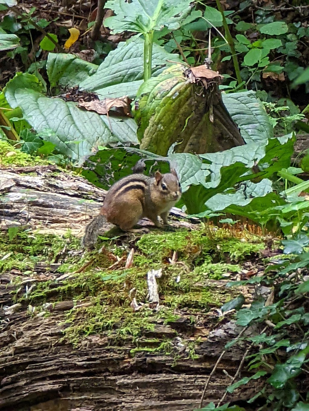 North Shore Wildlife Sanctuary | 28 Frost Mill Rd, Mill Neck, NY 11765 | Phone: (516) 671-0283