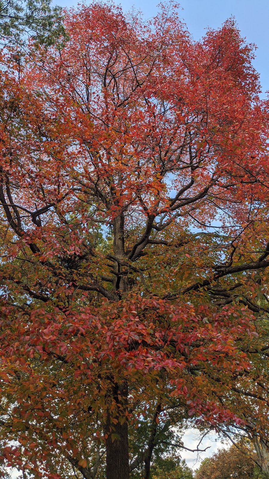 Westchester Hills Cemetery-Stephen Wise Free Synagogue Cemetery | 400 Saw Mill River Rd, Hastings-On-Hudson, NY 10706 | Phone: (914) 478-1767