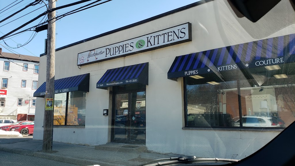 Westchester Puppies & Kittens | 26 S Central Ave, Hartsdale, NY 10530 | Phone: (914) 437-7600