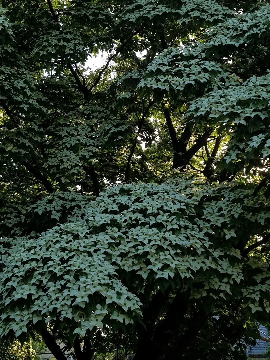 All Saints Cemetery | Great Neck, NY 11024 | Phone: (516) 482-5392