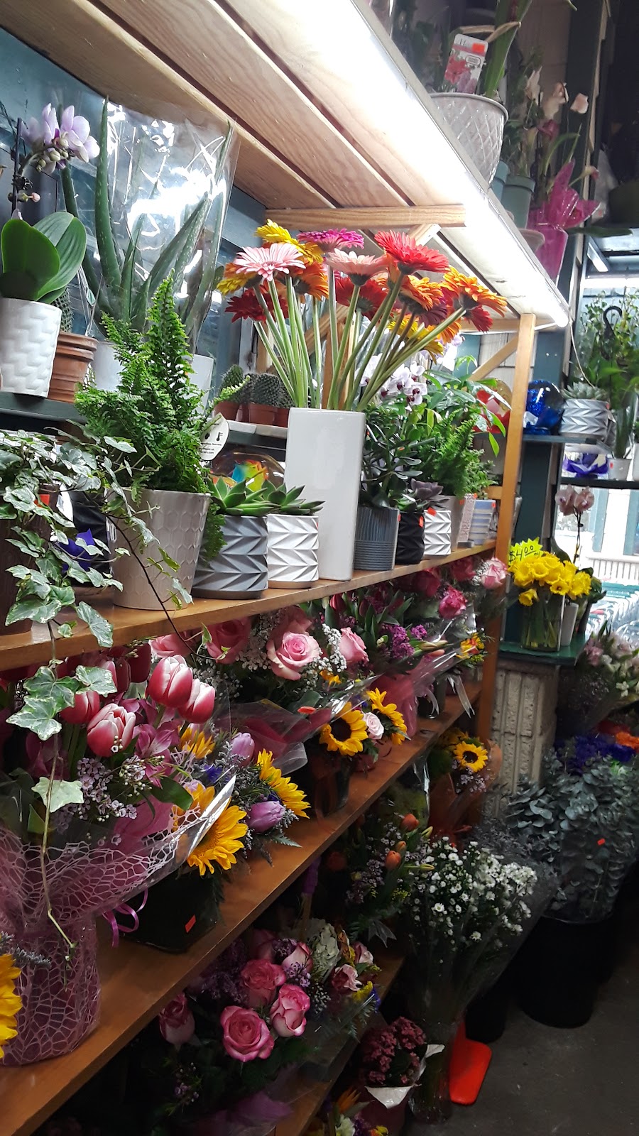 J. Fresh Flowers Garden | 35-15 Bell Blvd, Queens, NY 11361 | Phone: (332) 220-8381