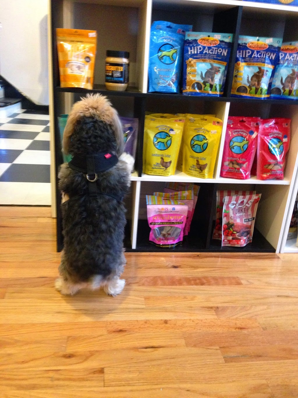 Locust Valley Pet Food | 91 Birch Hill Rd, Locust Valley, NY 11560 | Phone: (516) 200-9999