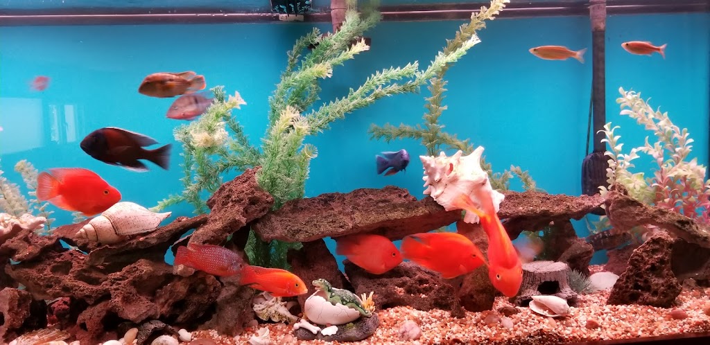 Aquariums Alive | 44 Schoolhouse Rd, Old Bethpage, NY 11804 | Phone: (516) 606-1382