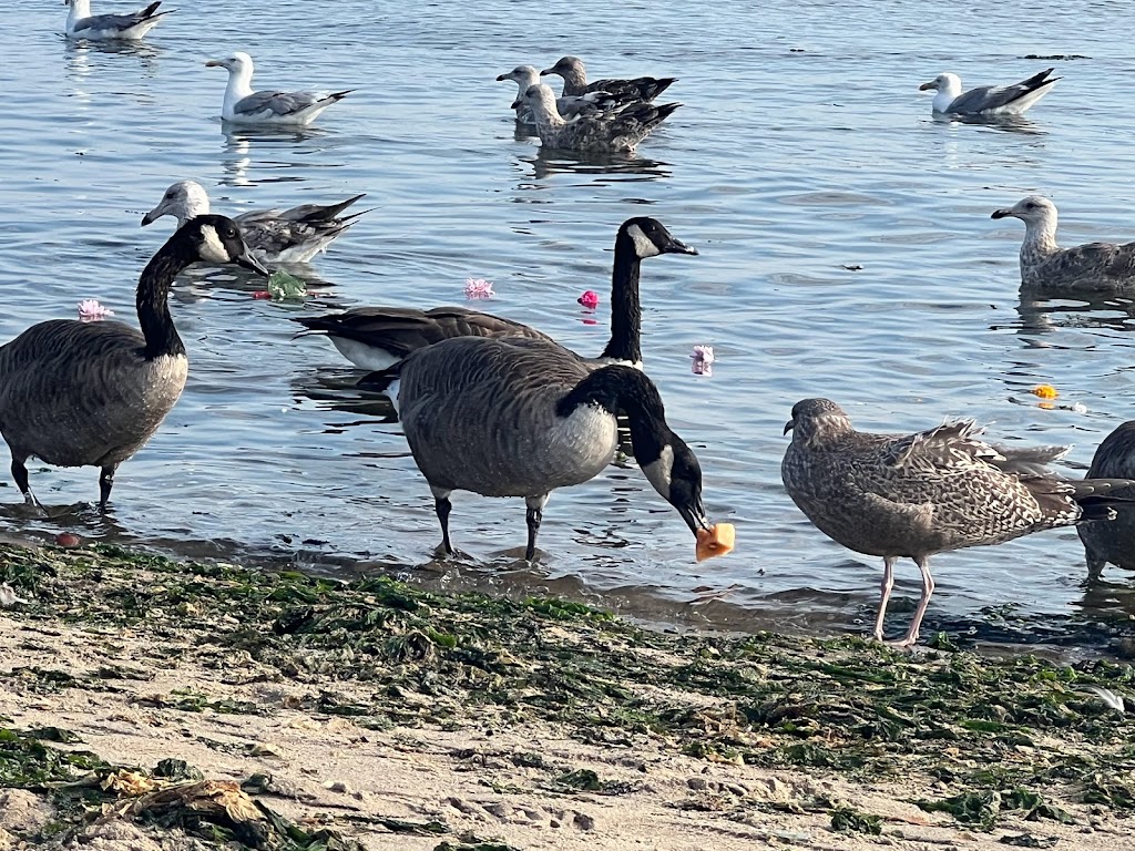 Jamaica Bay Wildlife Refuge | 175-10 Cross Bay Blvd, Queens, NY 11693 | Phone: (718) 318-4340