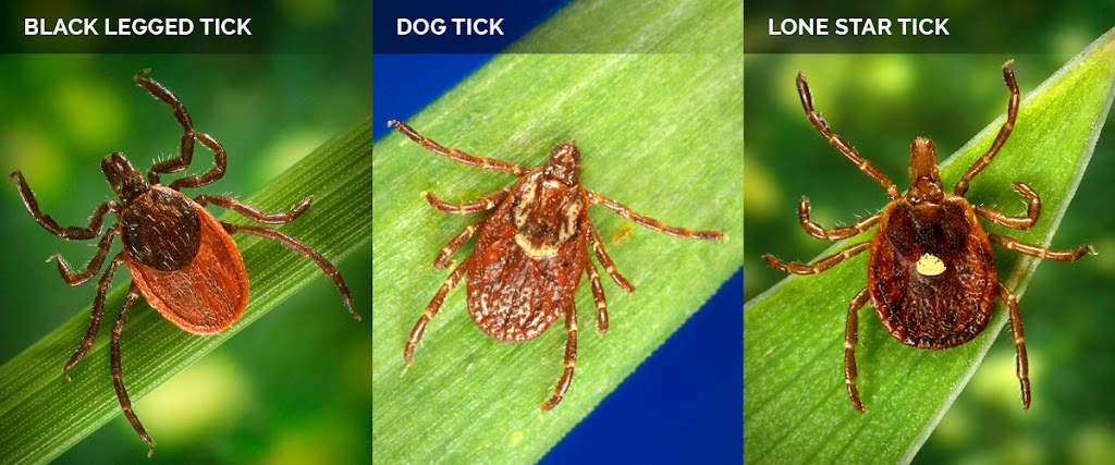 Westchester Organics | Mosquito & Tick Control | 312 Sterling Ave, Mamaroneck, NY 10543 | Phone: (914) 575-8394