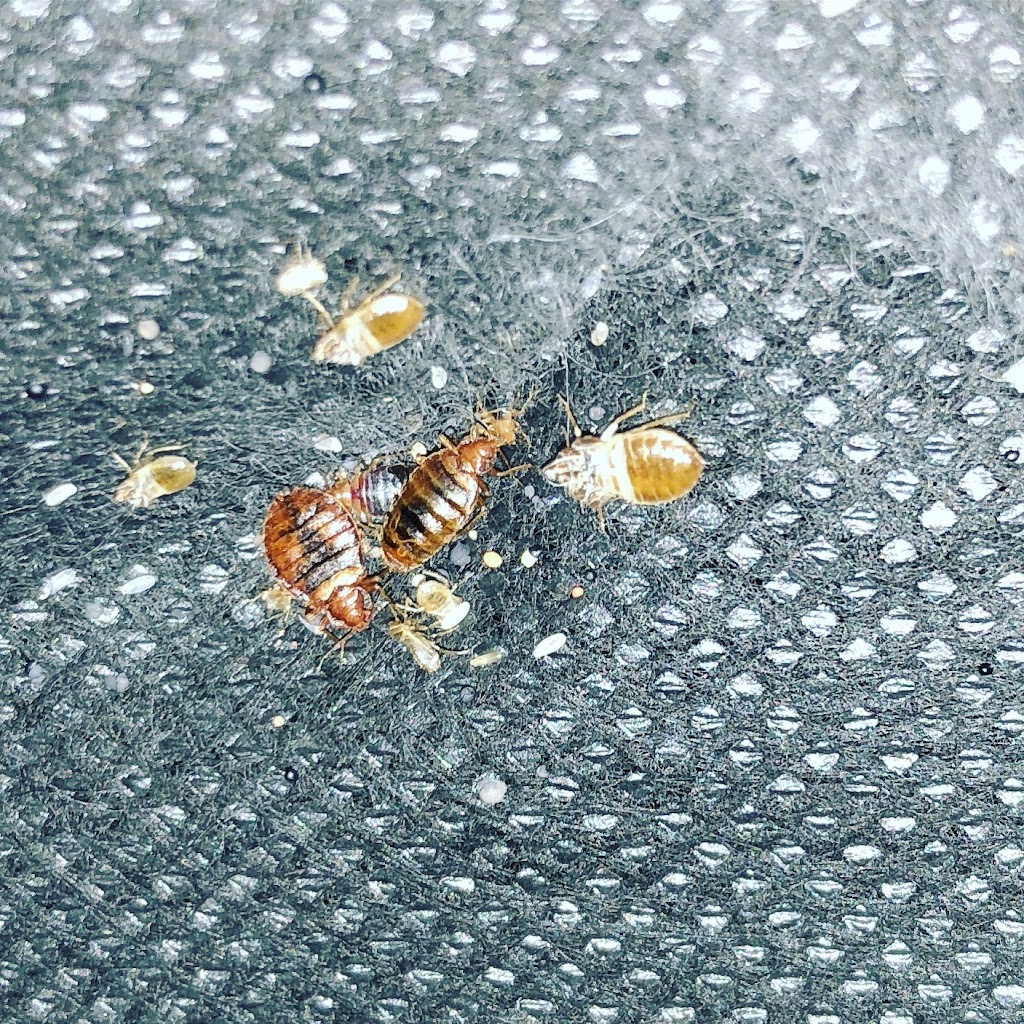 Gotcha Bed Bug Inspectors | 7 Camp Ave, Merrick, NY 11566 | Phone: (516) 340-1003