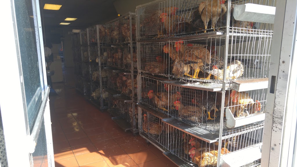 Western Live Poultry Market | 907 Bergenline Ave, Union City, NJ 07087 | Phone: (201) 865-6247