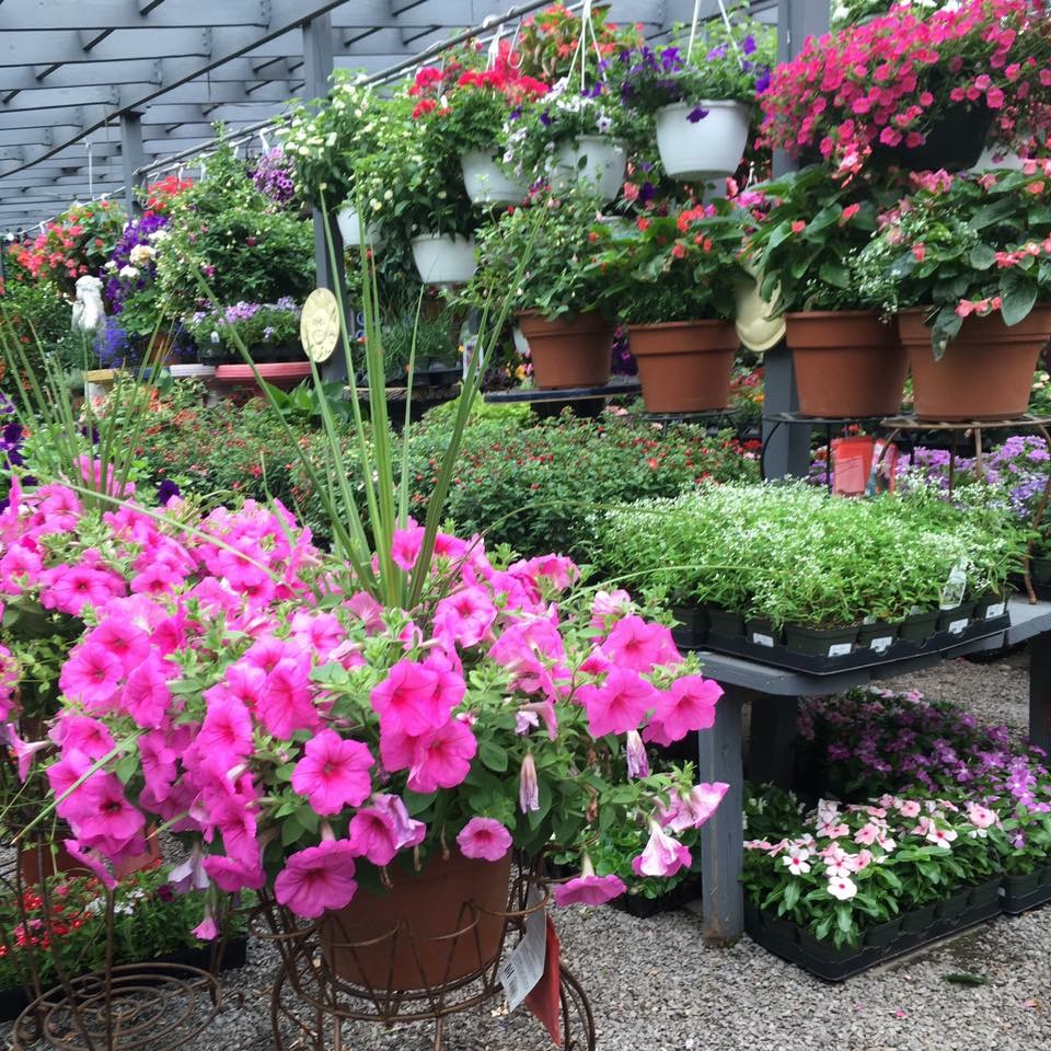 North Shore Garden Center | 53 Avenue A, Port Washington, NY 11050 | Phone: (516) 883-8066